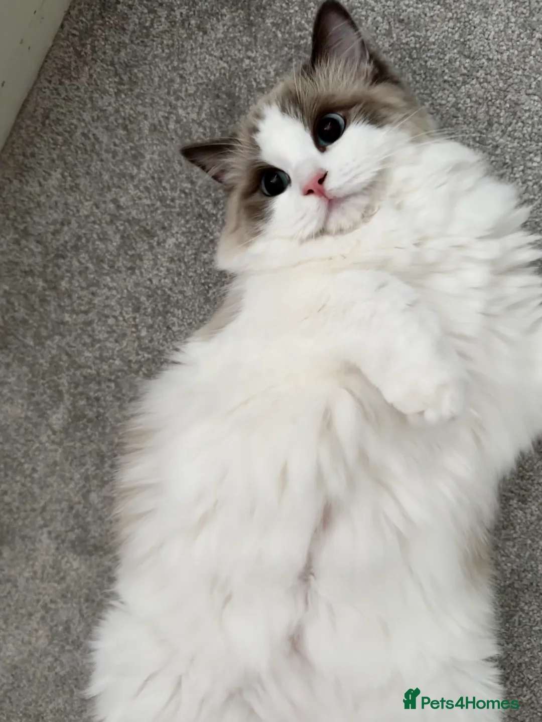 Ragdoll cats for sale:  🩷 Exquisite Active European Ragdoll 🇳🇱  - Advert 14