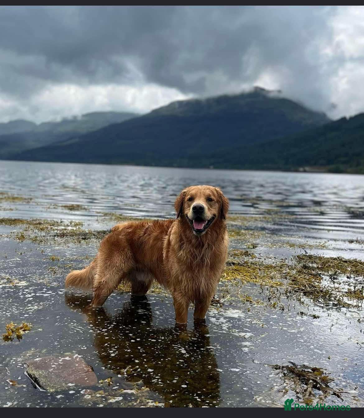 Golden Retriever dogs Handsome Henry -Proven Stud - Advert 1