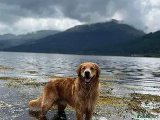 Golden Retriever dogs Handsome Henry -Proven Stud - Advert 3