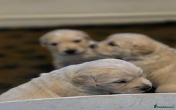 Golden Retriever dogs for sale: KC registered health tested puppies - Image 5