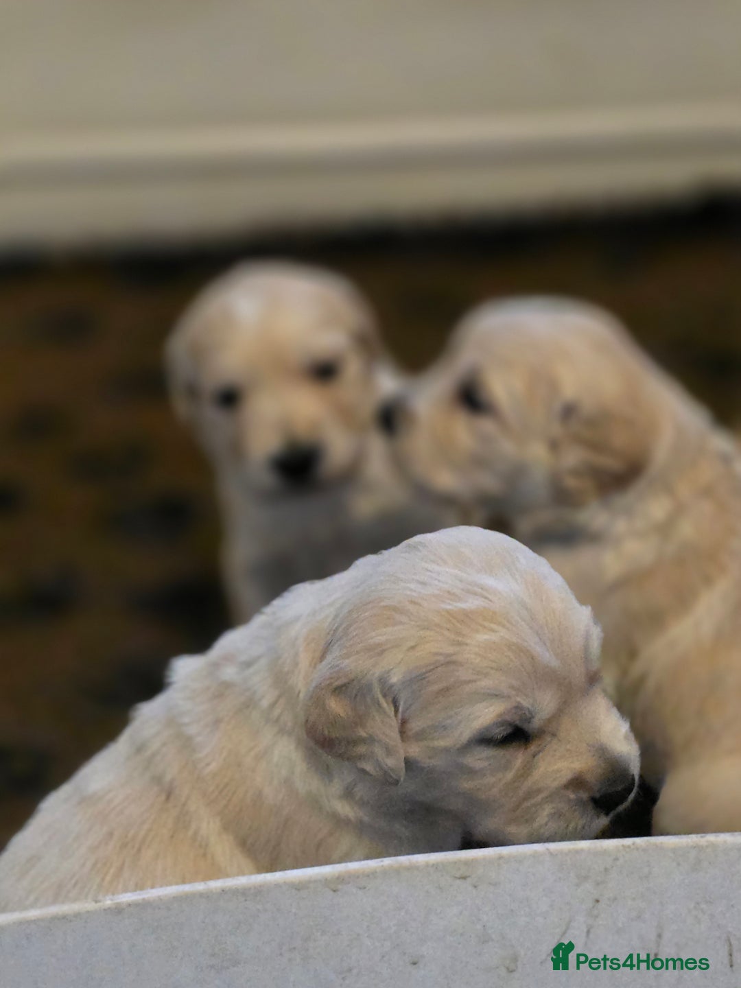 Golden Retriever dogs for sale: KC registered health tested puppies - Image 5