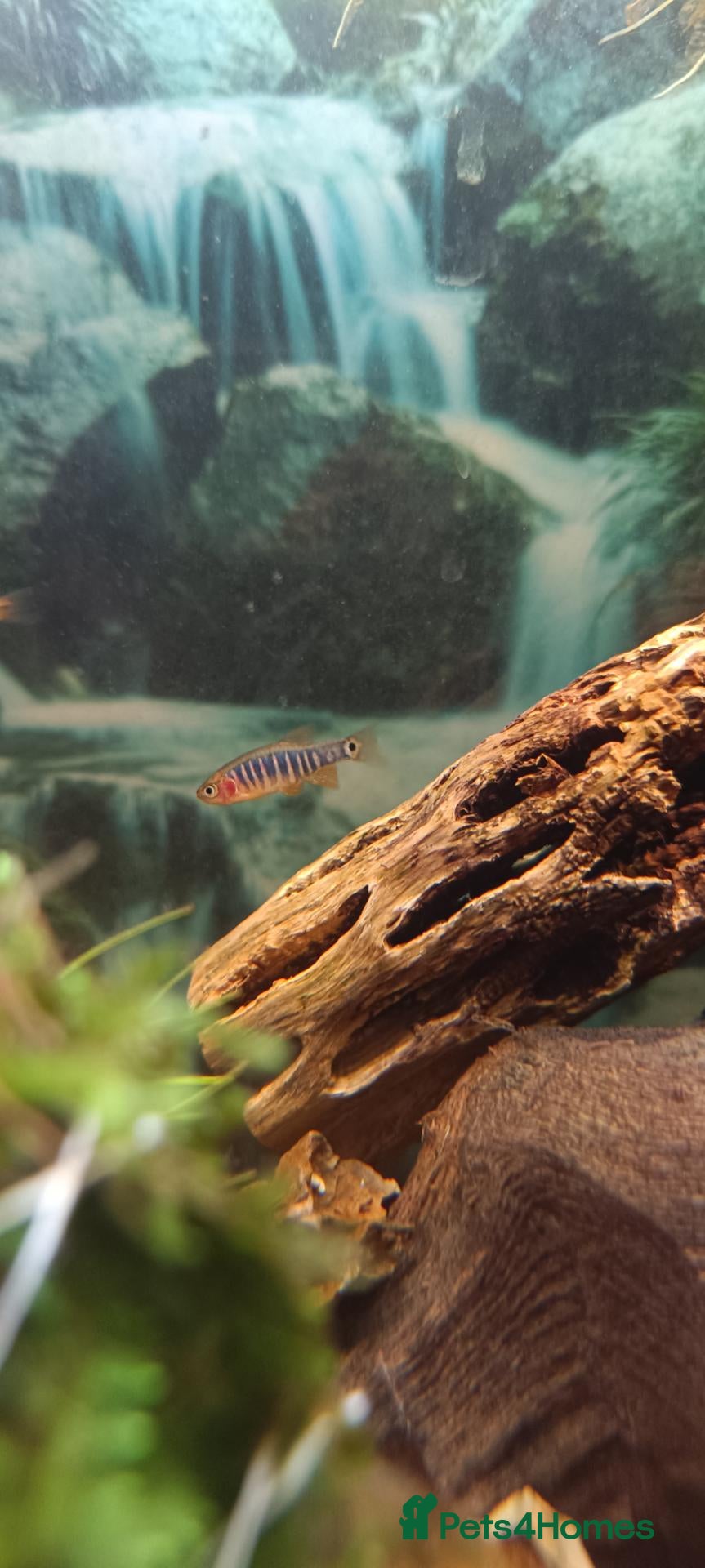 Danios fish for sale: 5X Emerald Dwarf Rasbora (Danio Erythromicron) £15 - Advert 1