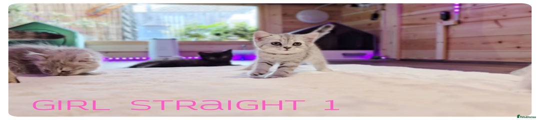 STRAIGHT  GIRL 1