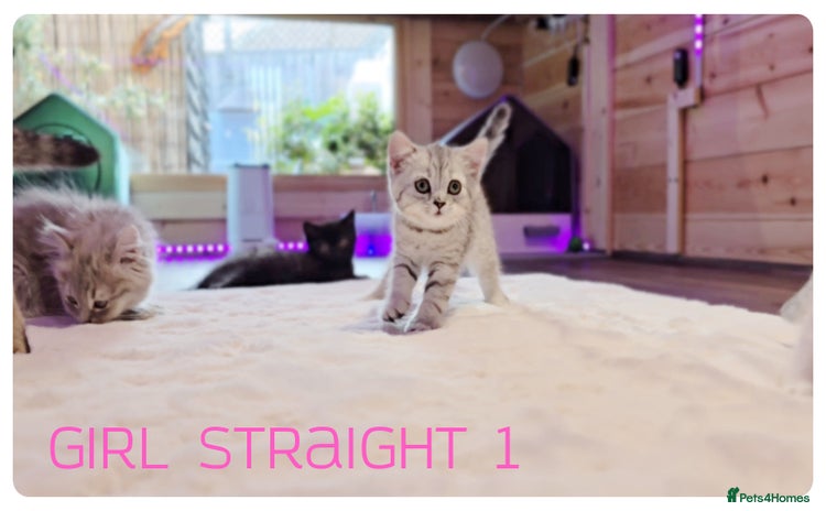 Scottish Fold cats - Advert 2