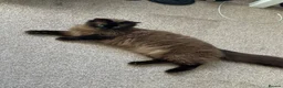 Ragdoll cats for sale: Mink ragdoll female  - Advert 4