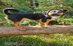 Mixed Breed dogs for sale: Max the jackapoo - Image 4
