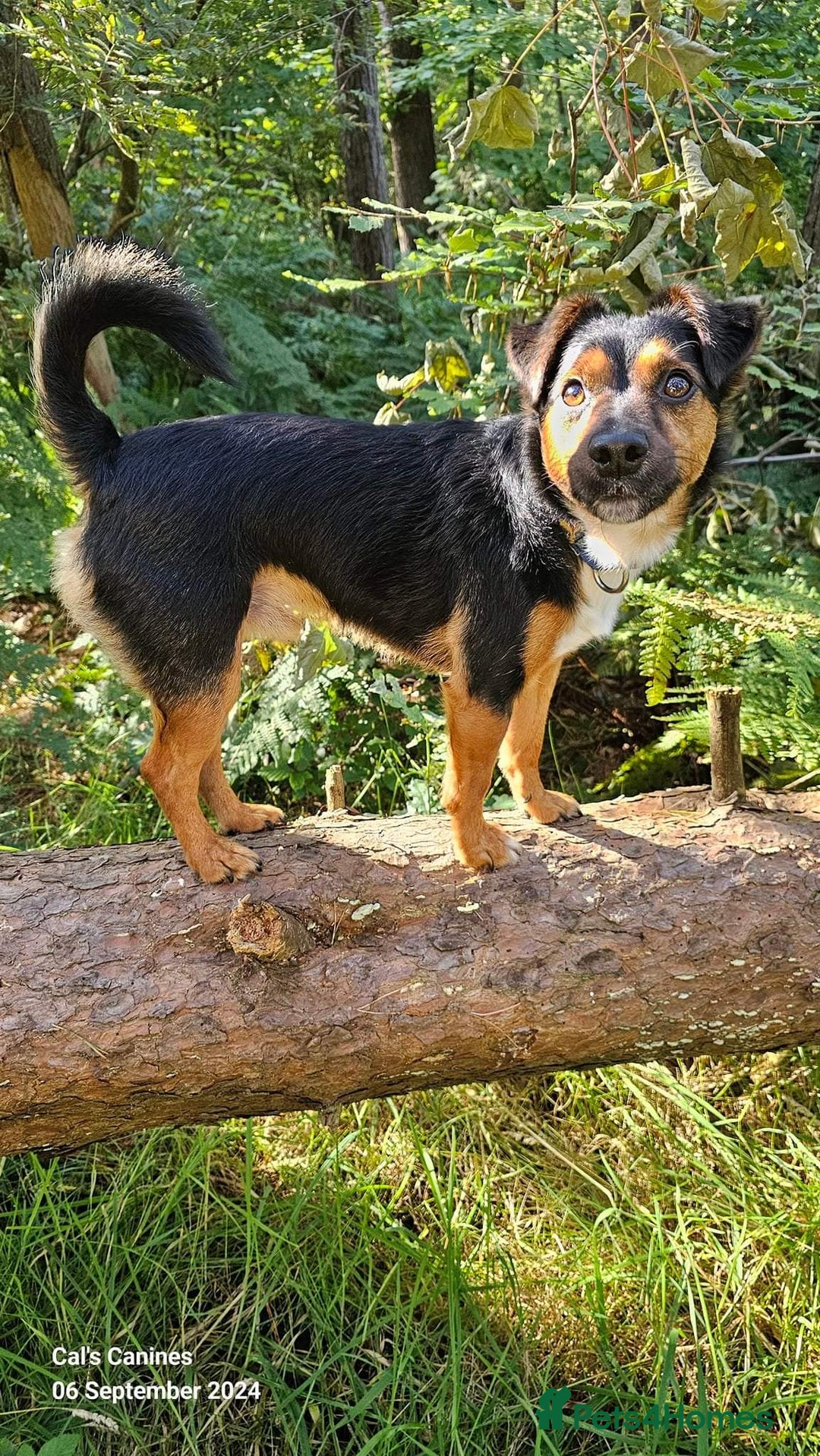 Mixed Breed dogs for sale: Max the jackapoo - Image 4