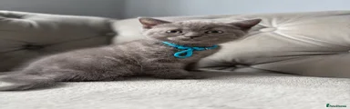 British Shorthair 1