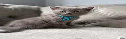 British Shorthair cats for sale: Stunning BSH kittens ready now!  - Advert 10