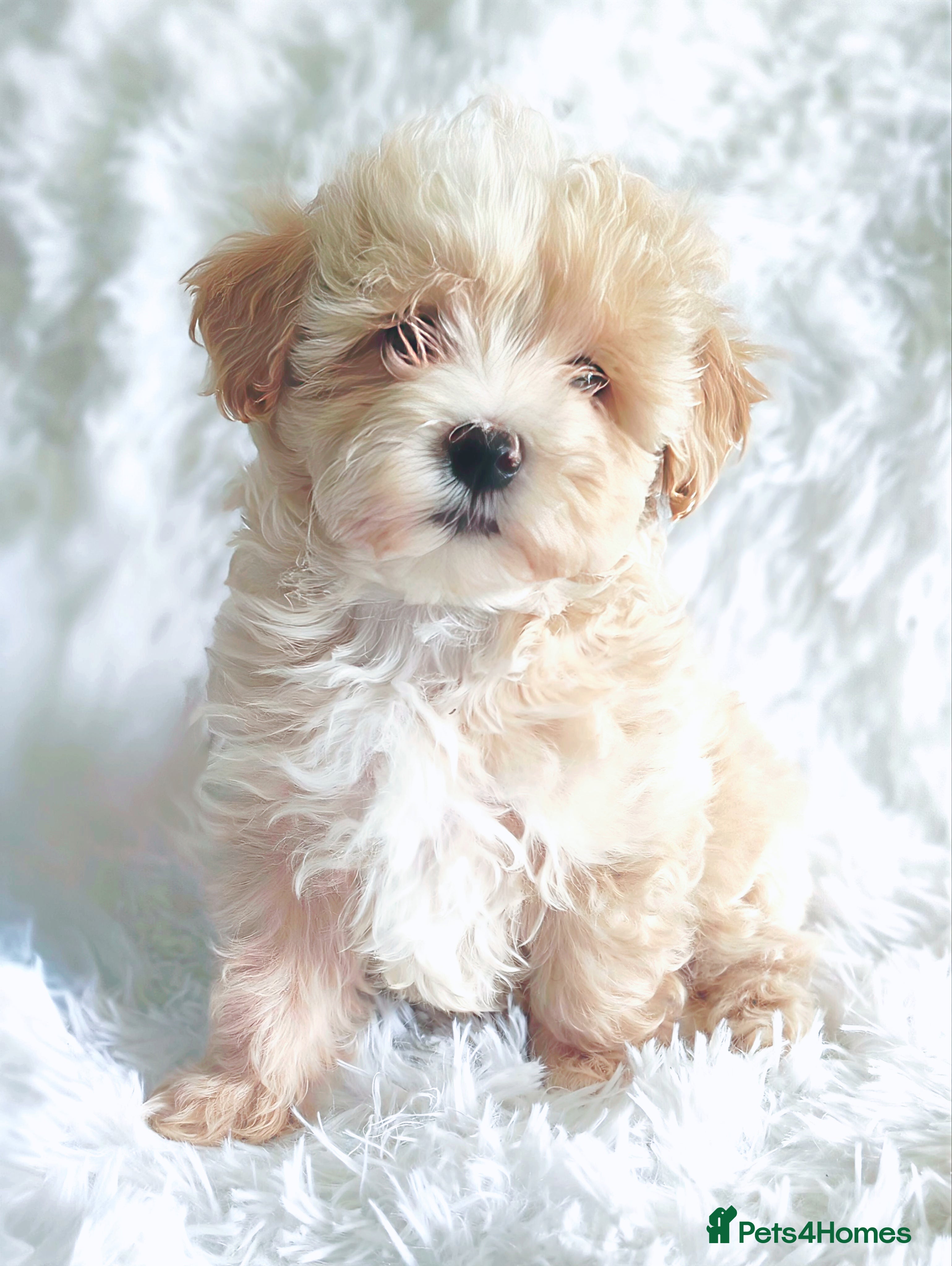 Maltipoo dogs F1 Maltpoo From Quality Champion KC's Health Tests - Advert 4