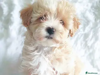 Maltipoo dogs F1 Maltpoo From Quality Champion KC's Health Tests - Advert 4