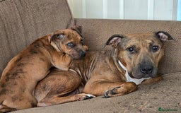 Mixed Breed dogs for sale: 💎 Stunning Brindle Bully Pups – Rare, Ready Now! - Image 6