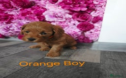 Cavapoo dogs for sale: CAVAPOO F1B RED HEALTY TESTED PARENTS - Image 17