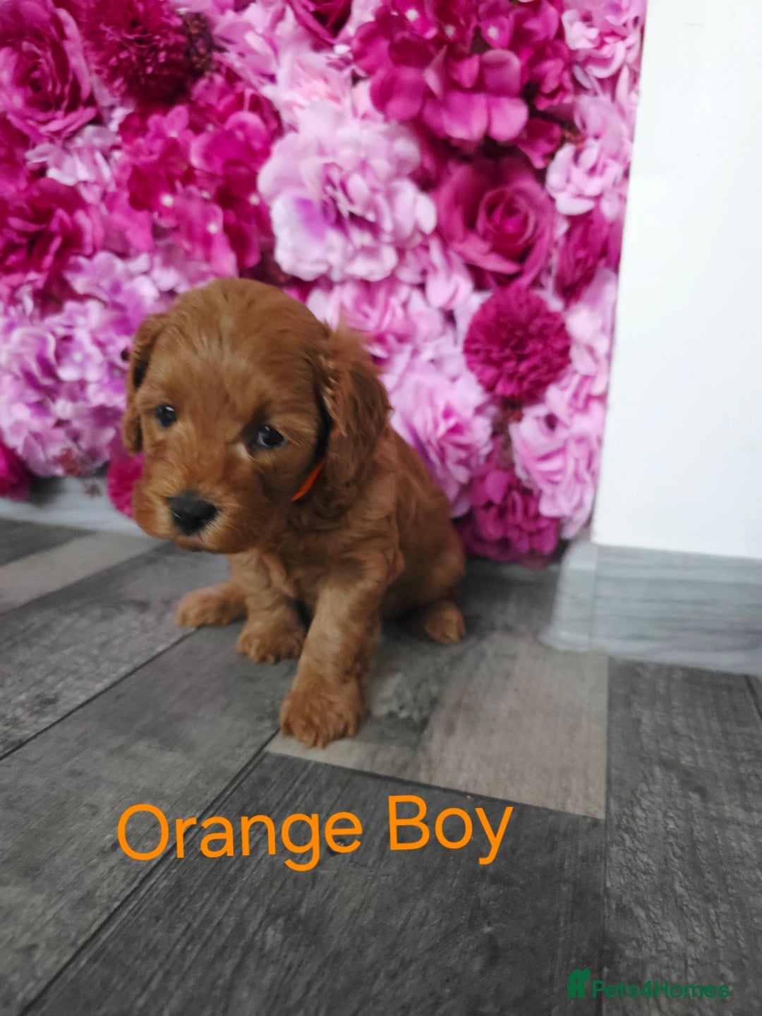 Cavapoo dogs for sale: CAVAPOO F1B RED HEALTY TESTED PARENTS - Image 17