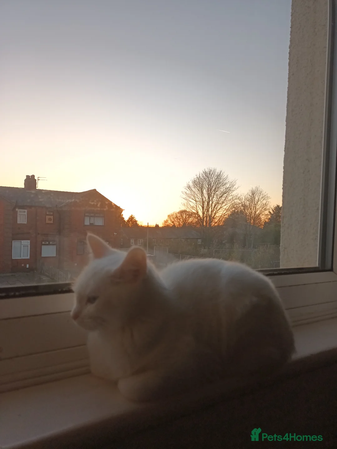 Turkish Angora cats for sale: Cutest female white  - Advert 6
