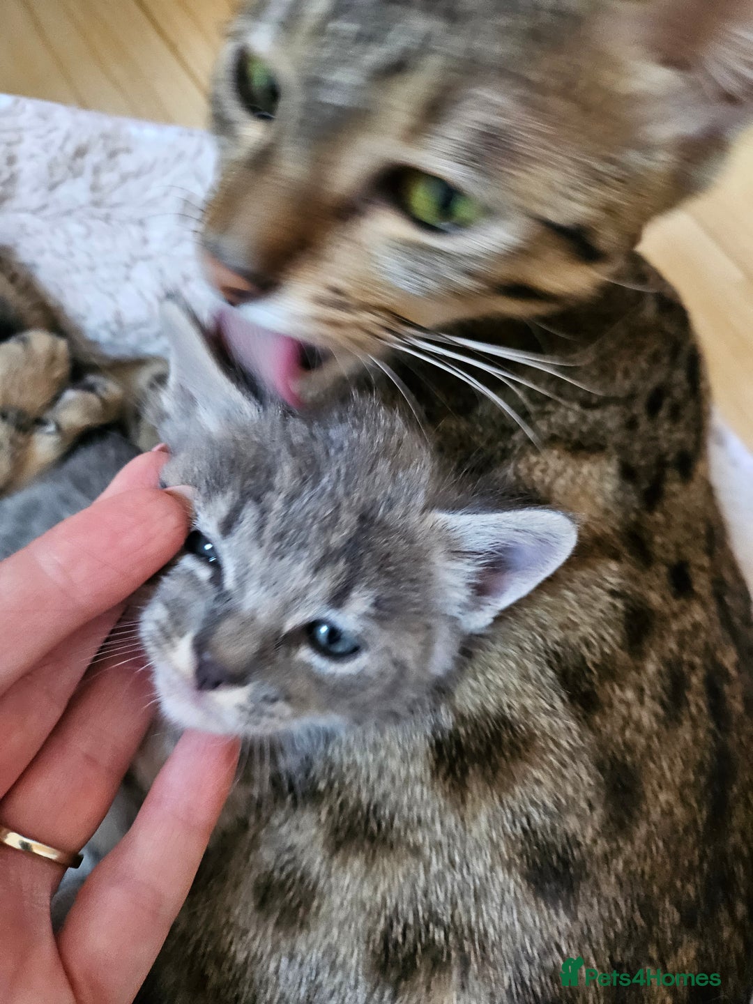 Savannah cats for sale: Beautiful Savannah cross kittens for sale - Advert 3