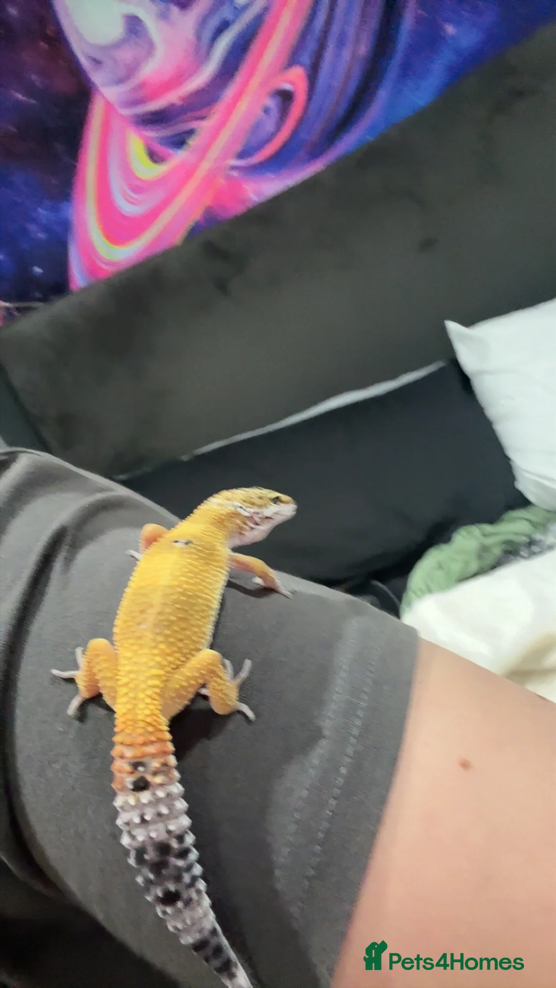Gecko reptiles for sale: Gizmo 🦎 - Advert 2