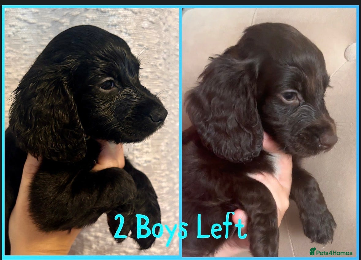 Cocker Spaniel dogs 2 Left Of Our Gorgeous Boys.  - Advert 22