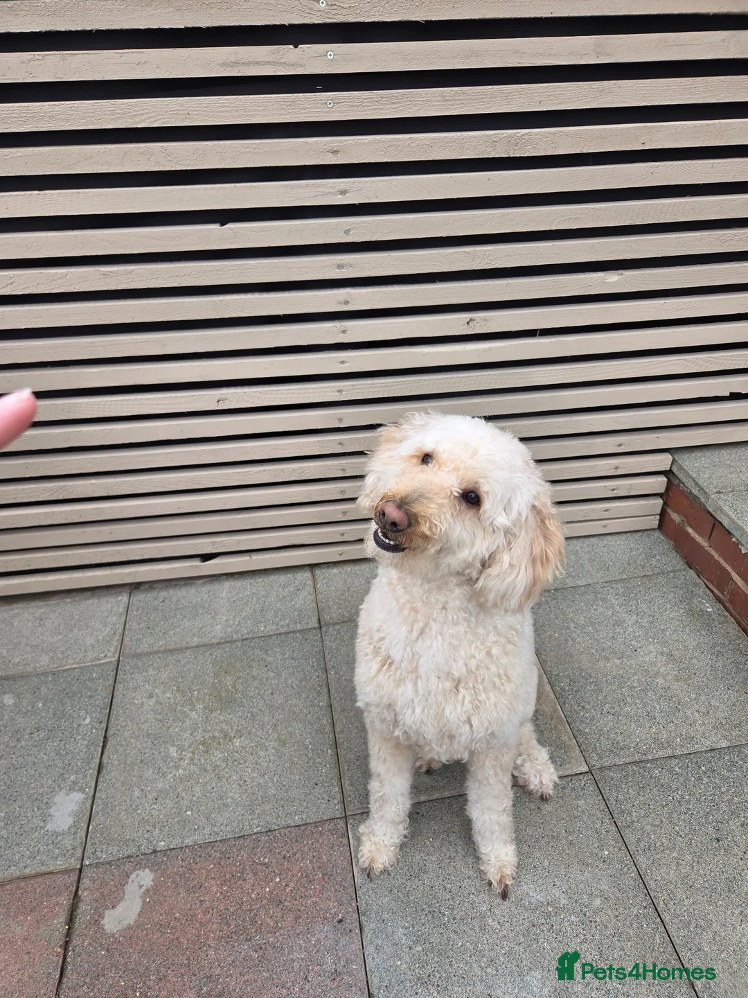 Labradoodle dogs for sale: Multigeneration Labradoodle Backcross - Advert 2