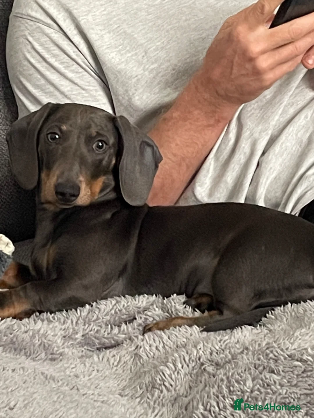 Miniature Dachshund dogs for sale: KC registered Blue and Tan miniature Dachshund  - Advert 2