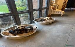 Miniature Dachshund dogs for sale: Miniature wirehaired dachshund puppy - Image 6