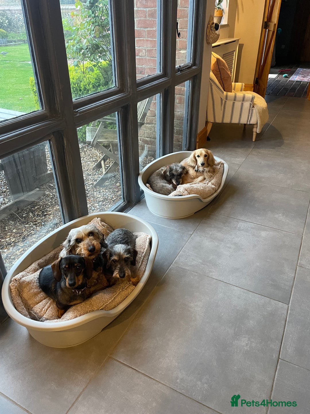 Miniature Dachshund dogs for sale: Miniature wirehaired dachshund puppy - Image 6