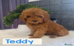 Miniature Poodle dogs for sale: Gorgeous Red Minature Poodles Puppies  - Image 28