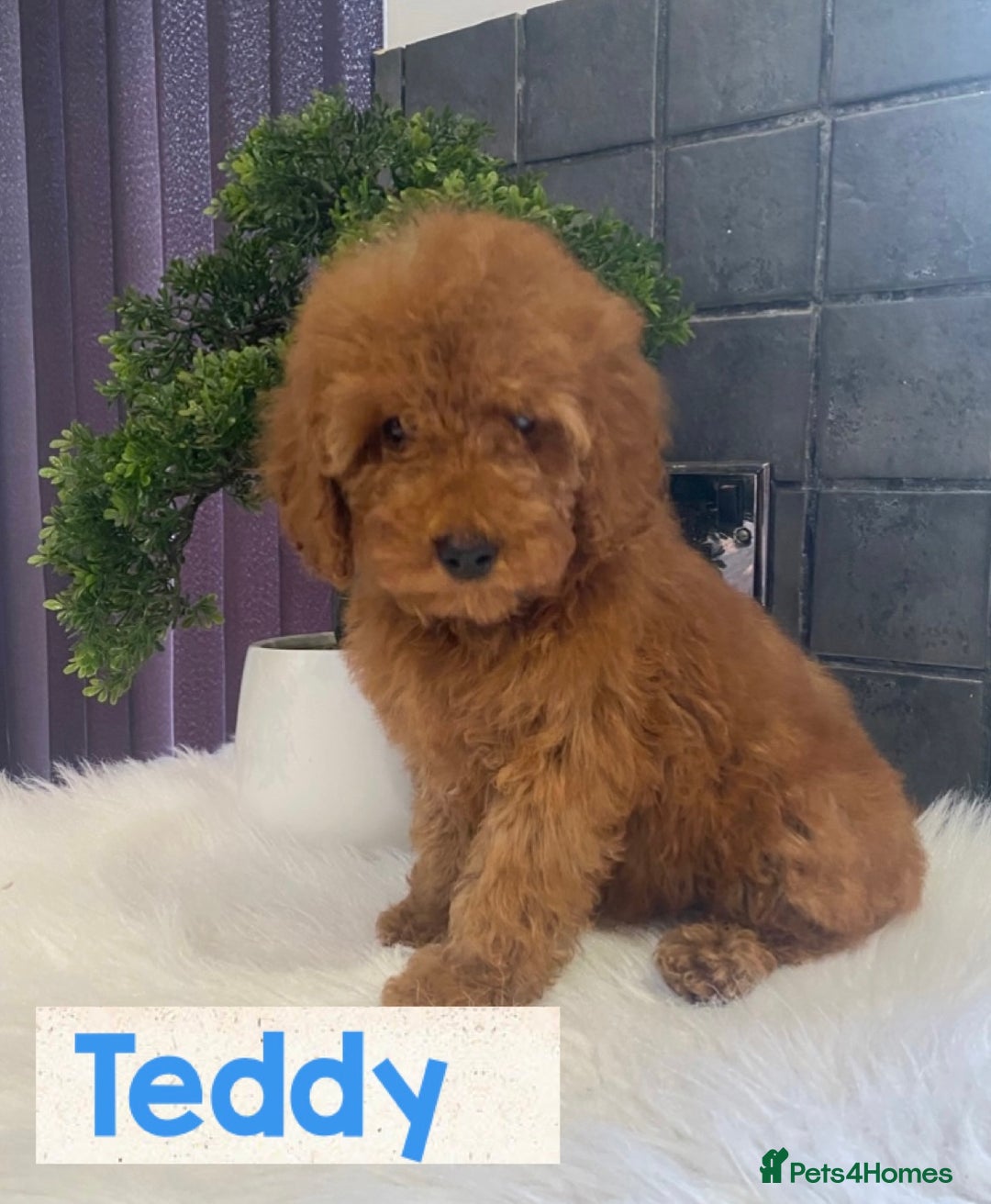 Miniature Poodle dogs for sale: Gorgeous Red Minature Poodles Puppies  - Image 28