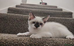 Mixed Breed cats for sale: FREE Blue eyes creamys kittens  - Image 4