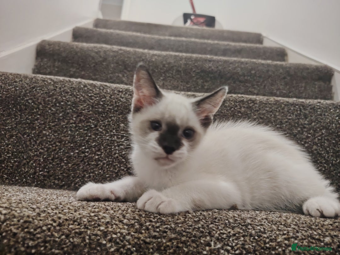 Mixed Breed cats for sale: FREE Blue eyes creamys kittens  - Image 4