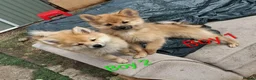 Pomeranian dogs for sale:  1 boys - Advert 20