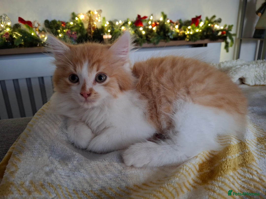 Maine Coon cats for sale: Beautiful Part Maine Coon/Ragdoll Long Haired Male - Advert 19