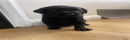 Labrador Retriever dogs for sale: Purebred Black Labrador - Advert 17
