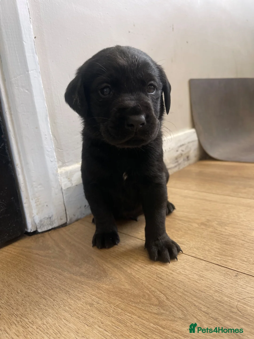 Labrador Retriever dogs for sale: Purebred Black Labrador - Advert 17