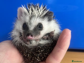 Pygmy Hedgehog rodents - Advert 1