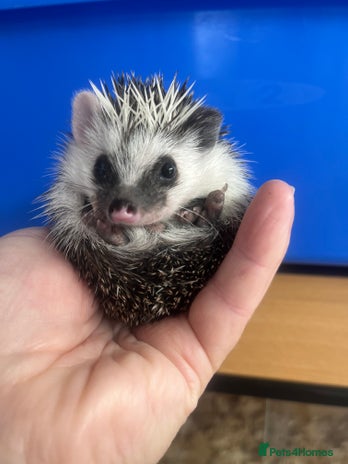 Pygmy Hedgehog rodents - Advert 1