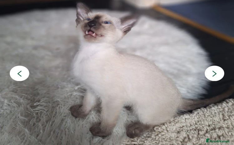 Siamese cats - Advert 1