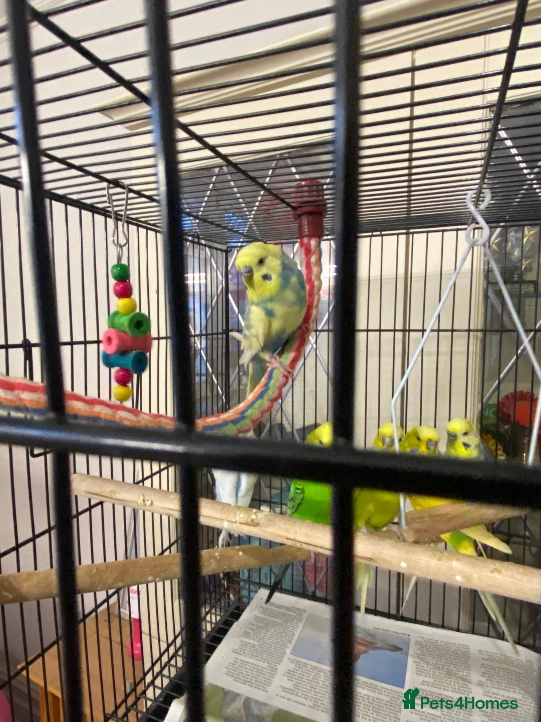 Budgerigars birds for sale: Beautiful budgies , mixed colours incl rainbow  - Advert 7