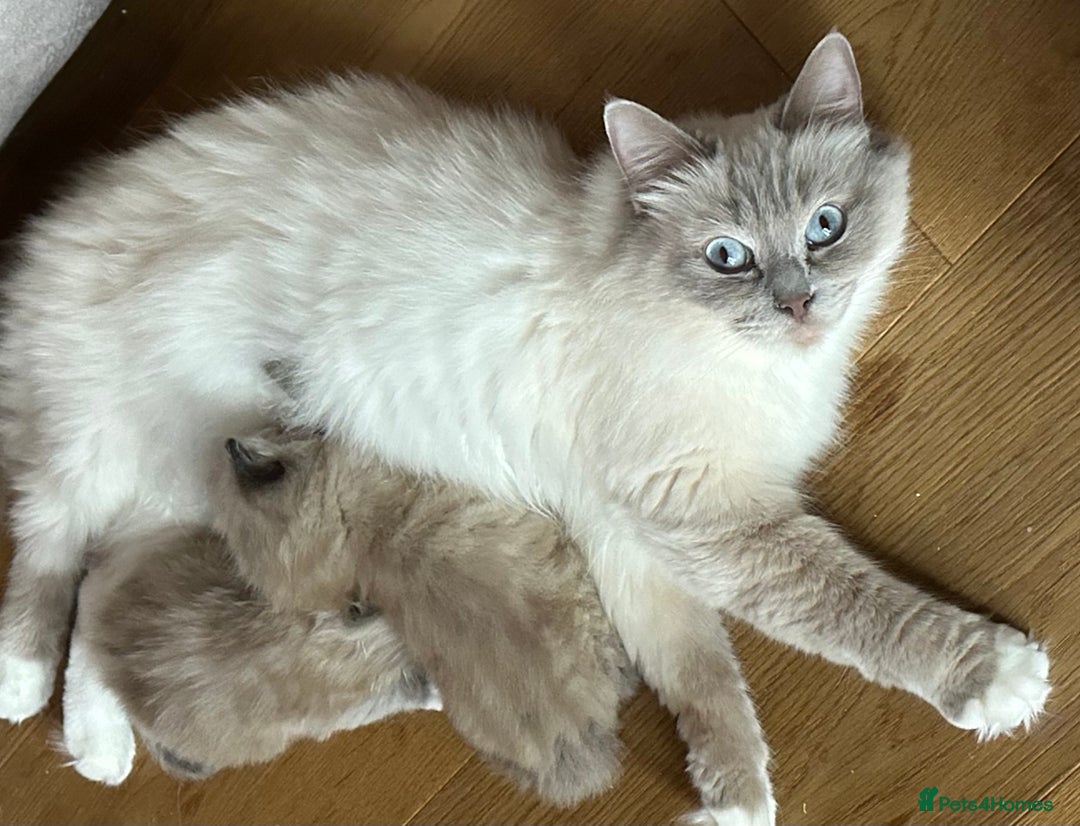 Ragdoll cats for sale: Cute Chocolate Ragdolls Ready Now - Image 6