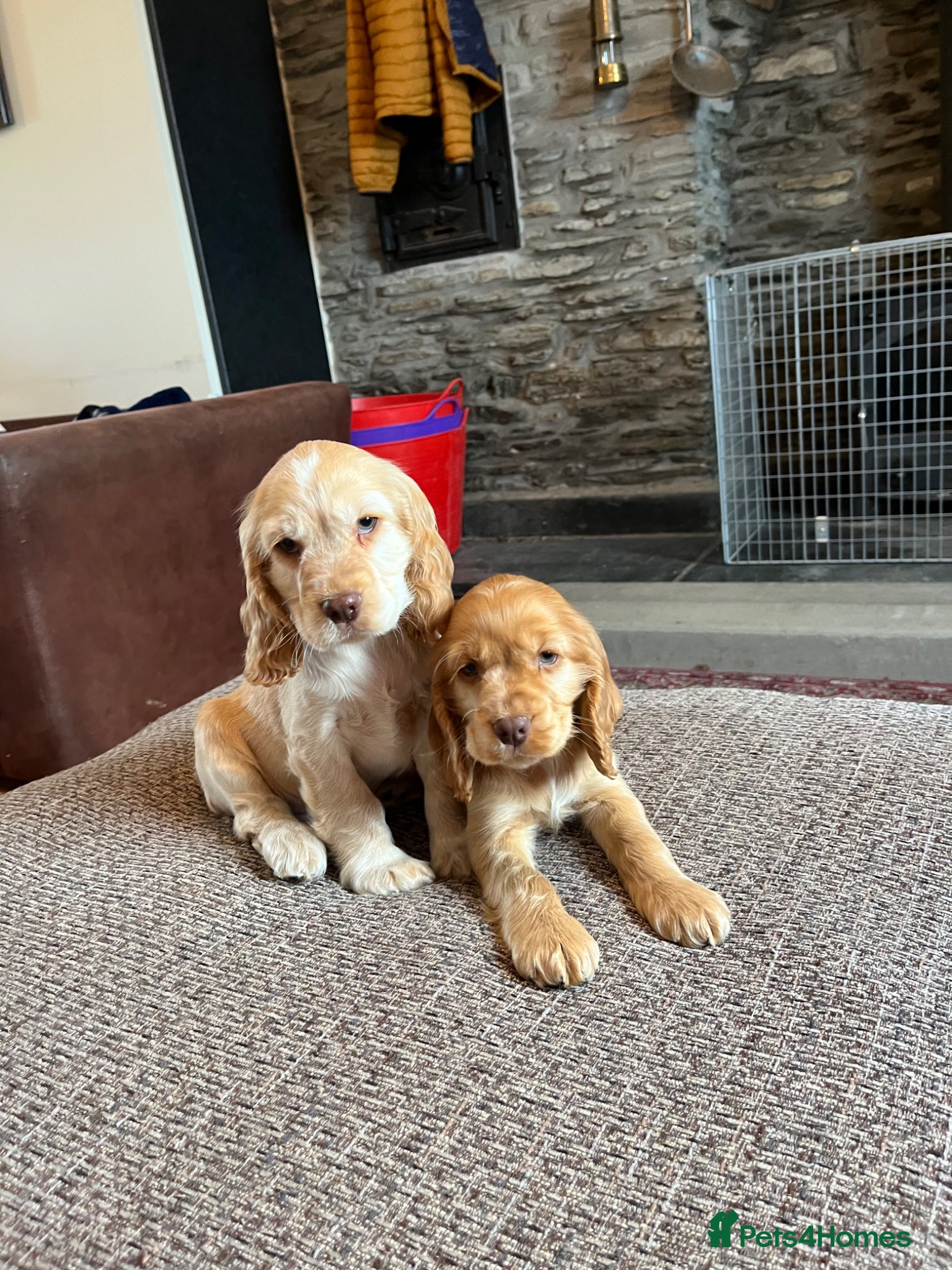 Cocker Spaniel dogs Gorgeous KC HEALTH TESTED show type cocker 🐶 ⭐️  - Advert 1