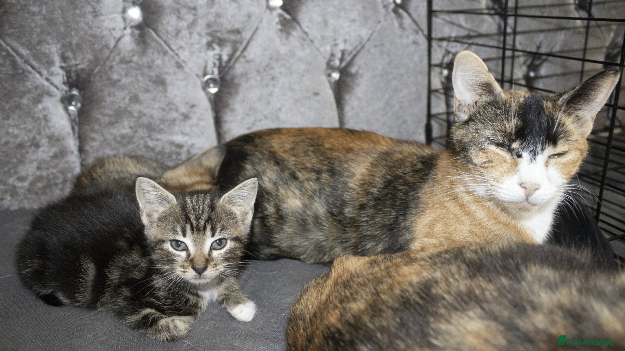 Mixed Breed cats for sale: 5 beautiful mixed breed kittens for sale. - Advert 12