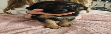German Shepherd 5