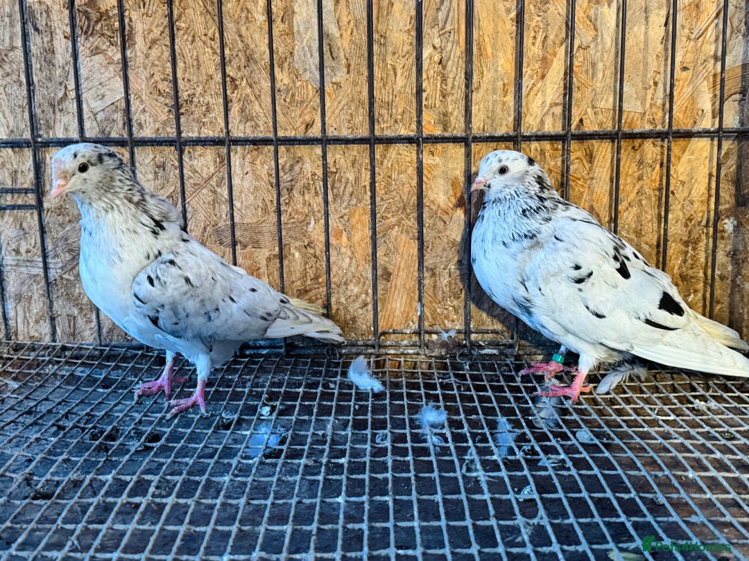 Pigeons birds for sale: BEAUTIFUL ALMOMD ROLLERS FOR SALE - Advert 10