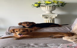 Chiweenie dogs for sale: Male (Billy) for sale  - Image 2