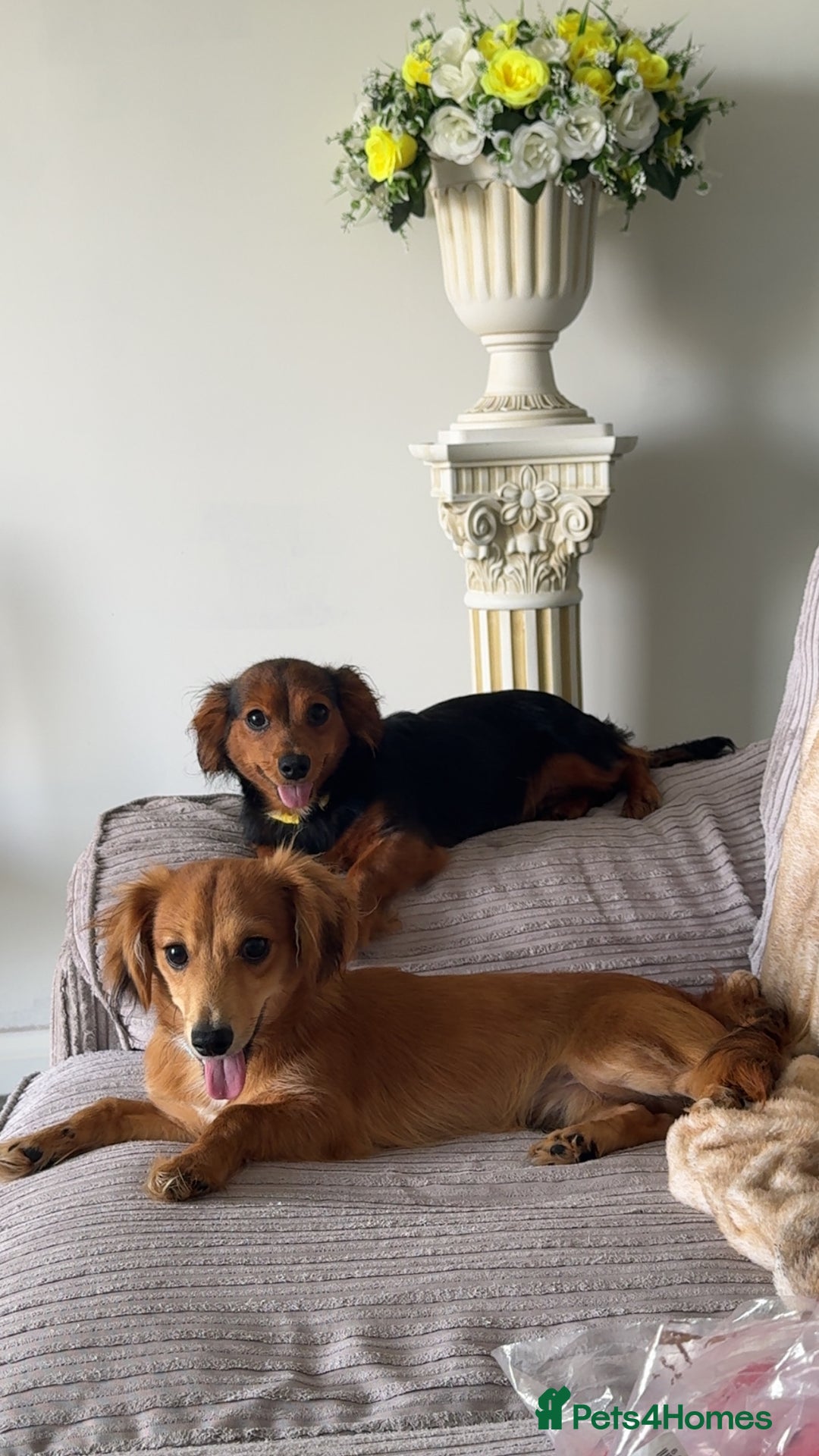 Chiweenie dogs for sale: Male (Billy) for sale  - Image 2