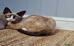 Devon Rex cats for sale: 💖tri colour pedigree female Devon Rex - Image 2