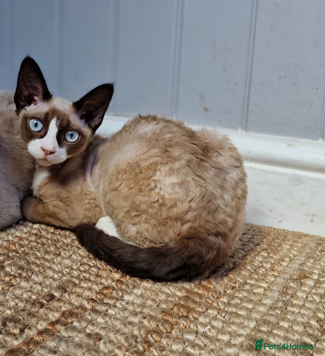 Devon Rex cats for sale: 💖tri colour pedigree female Devon Rex - Image 2