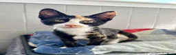 British Shorthair cats for sale: Tortoiseshell kitten - Advert 4