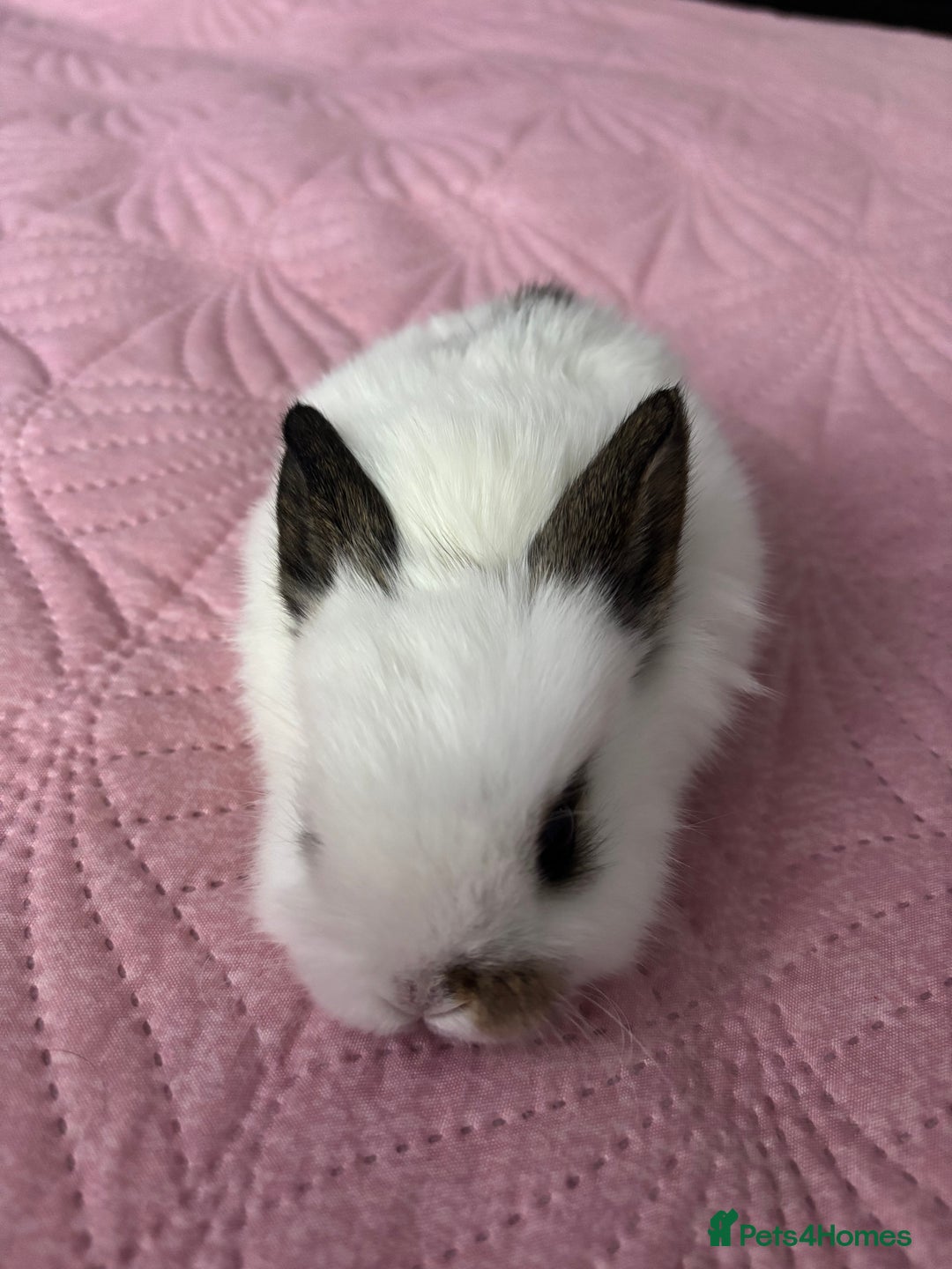 Mixed Breed rabbits for sale: 7 Gorgeous mixed dwarf hotot minilops  - Advert 16