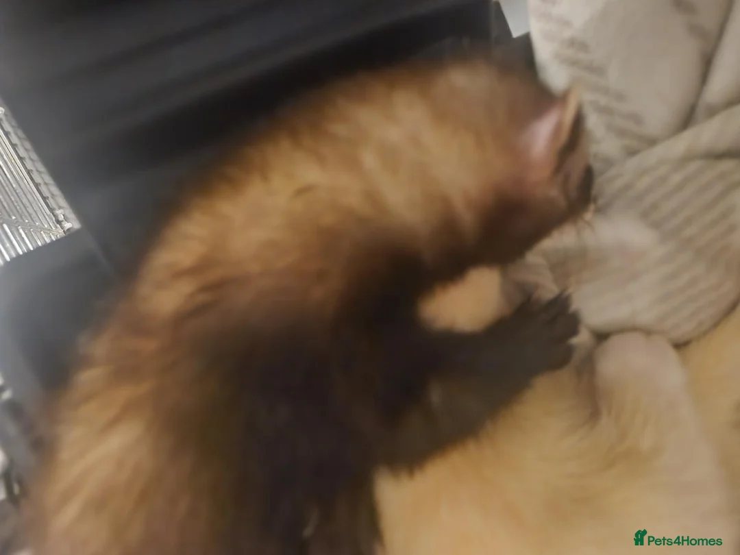 Ferret rodents for sale: Sable kit in Cardiff - Advert 2